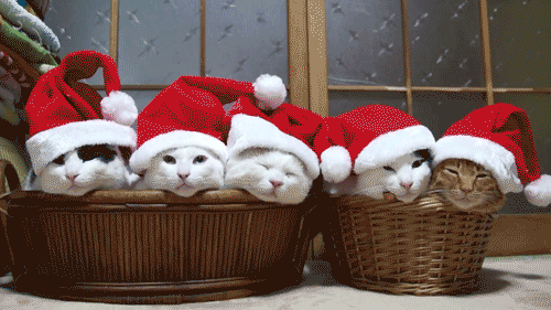 Kitties GIF - Holiday Cats GIFs