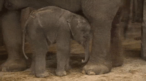 Passout Baby GIF - Passout Baby Elephant GIFs