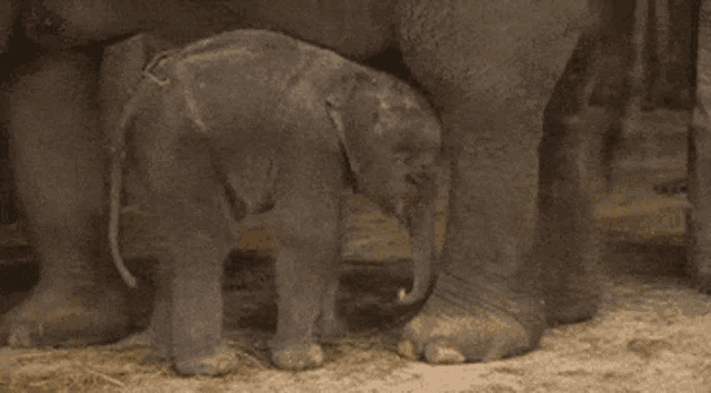a baby rhinoceros is laying on its back in a pile of hay