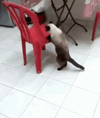 Out Of Shape Cat GIF - Out Of Shape Cat Fall GIFs