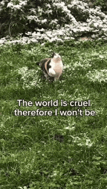a calico cat is standing in the grass with flowers in the background and a quote .