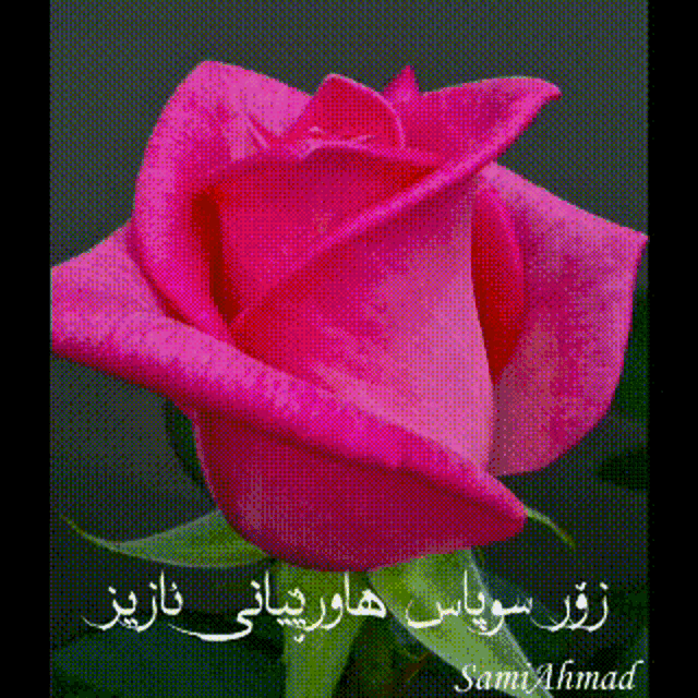 a close up of a pink rose with arabic writing on it