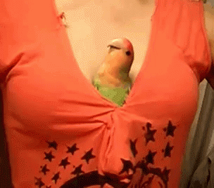 Cute Parrot GIF - Cute Parrot Boobs GIFs