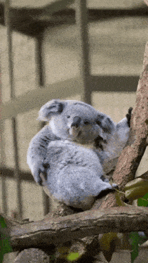Koala Bear GIF - Koala Bear Kratzen GIFs