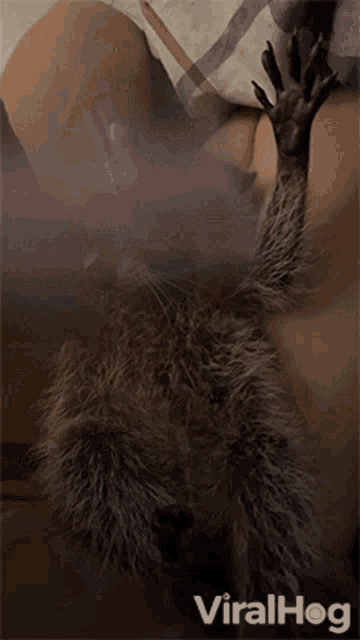 a raccoon is laying on a person 's lap with the words viralhog on the bottom right