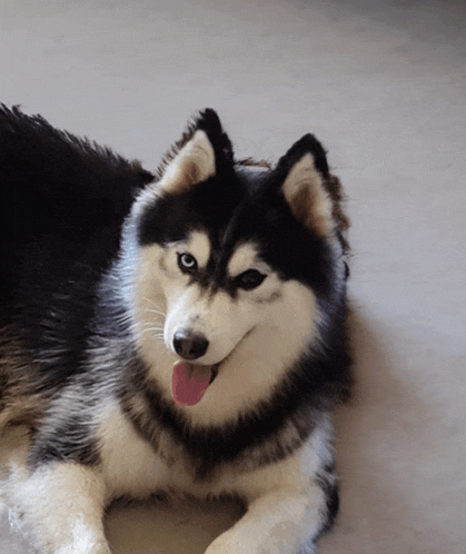 a husky dog is laying down with its tongue hanging out
