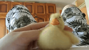 Ducky GIF - Adorable Cute Duck GIFs