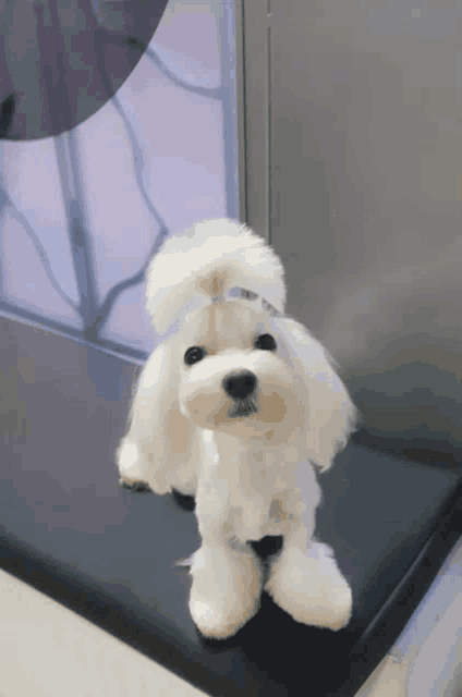 a small white dog with a ponytail is sitting on a black cushion