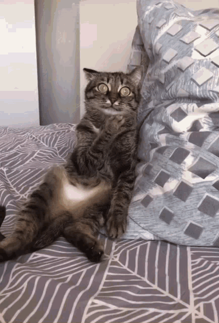 Shocked Cat Confused Cat GIF - Shocked Cat Confused Cat Confused Cat Face GIFs