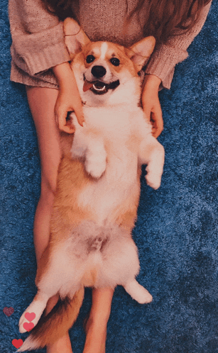 a woman is holding a brown and white dog on its back