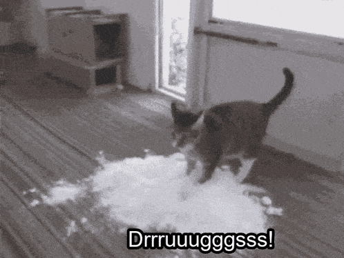 a cat is standing on a pile of feathers and says drrruuuggsss