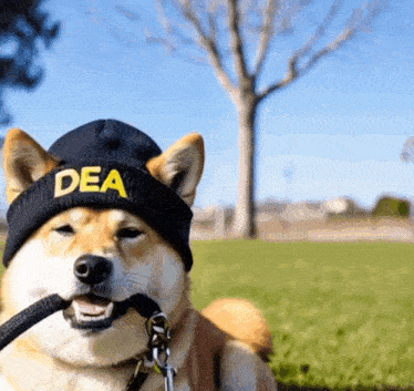 a dog wearing a black beanie that says dea on it