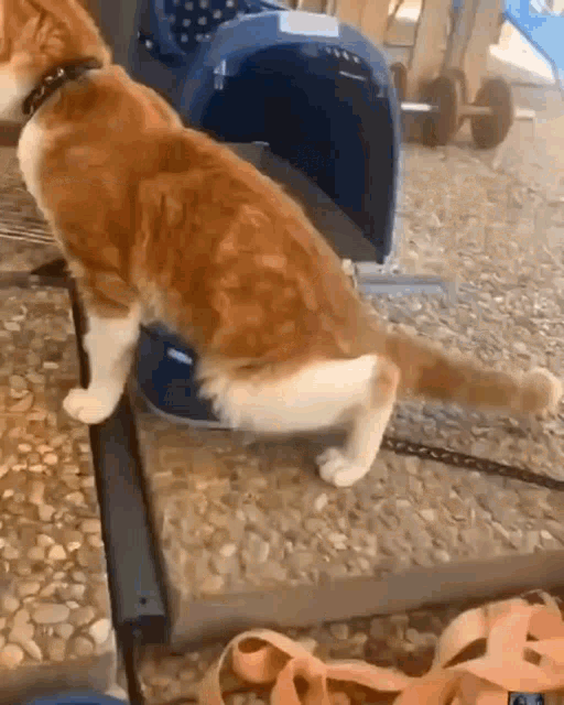 Kucing Kesurupan Kucing GIF - Kucing Kesurupan Kucing Kesurupan GIFs