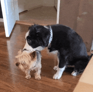 two small dogs are sniffing each other on a wood floor