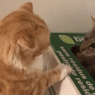 Cat Fight GIF - Cat Fight Dont GIFs