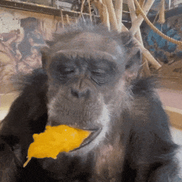 a chimpanzee is eating a piece of cheese