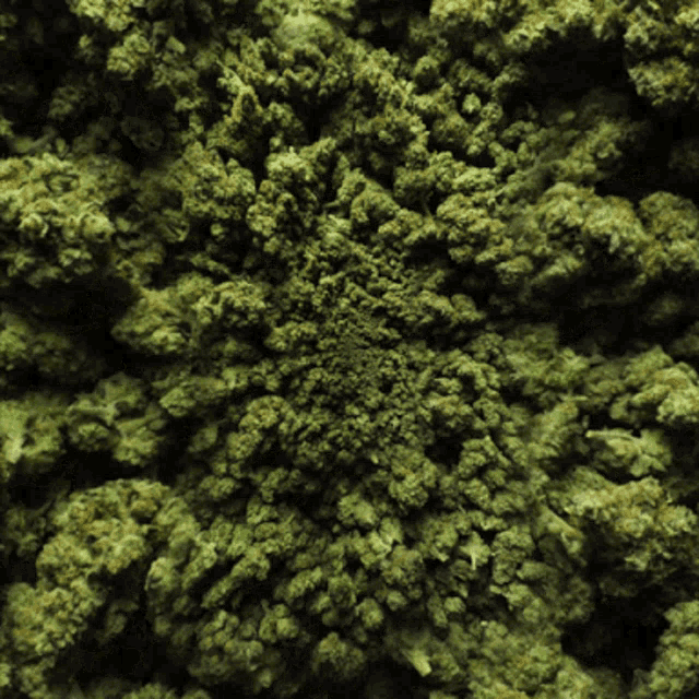 a pile of green marijuana buds on a black background