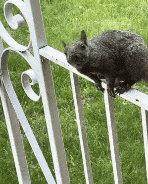 a black squirrel is sitting on a metal fence