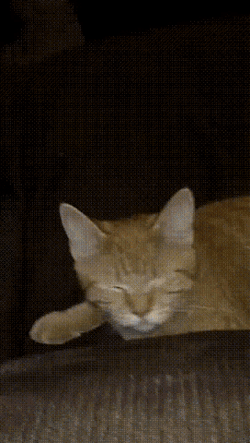 Erikwybeecat Wybee Cat GIF - Erikwybeecat Wybee Wybee Cat GIFs
