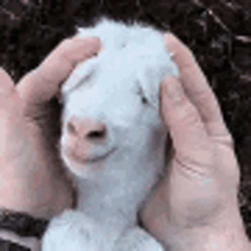 Goat Cute GIF - Goat Cute Peekaboo GIFs