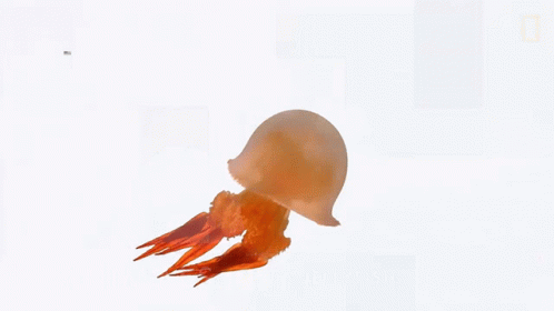 Jellyfish Arent Actually Fish National Geographic GIF - Jellyfish Arent Actually Fish National Geographic Float GIFs