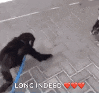 a couple of monkeys standing next to each other on a sidewalk with the words `` long indeed '' .