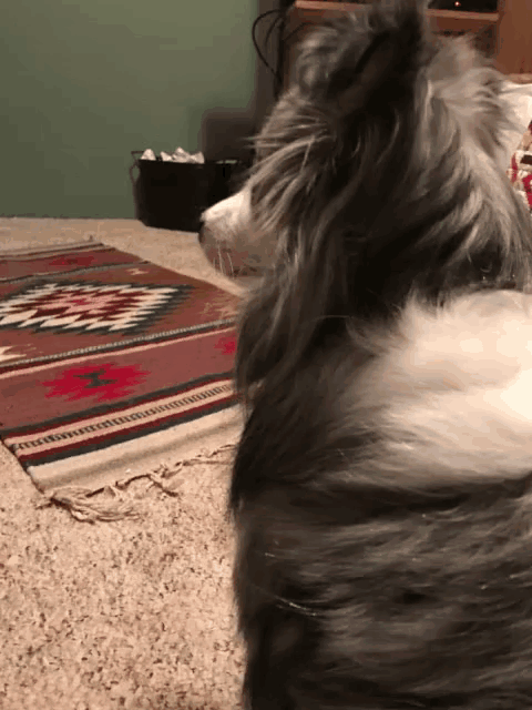 a gray and white dog is standing on a rug