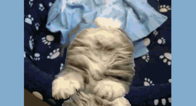 Cute Things Exploding GIF - Cute Things Exploding GIFs