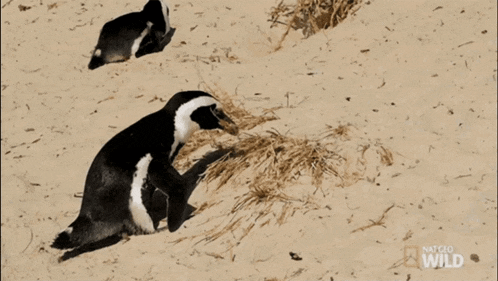 two penguins on a sandy beach with natgeo wild written on the bottom right