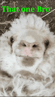 a picture of a sheep with the words that one bro on it