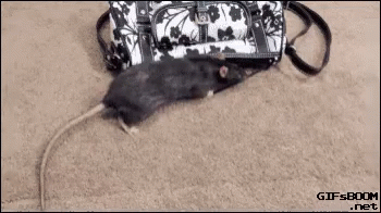 Mouse Stealing GIF - Mouse Stealing Money GIFs
