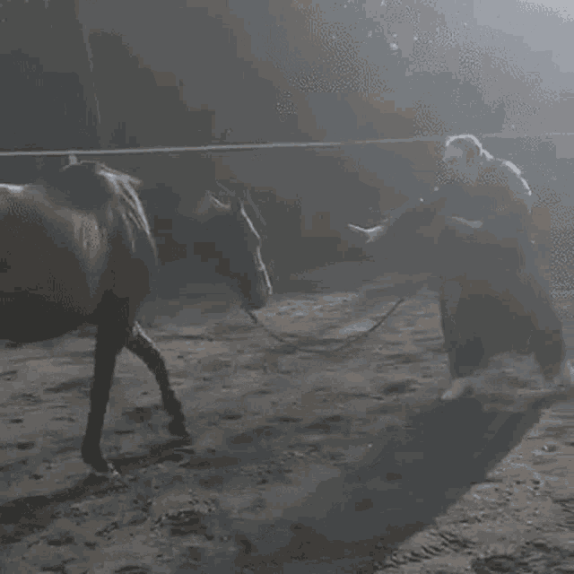 a woman is standing next to a horse that is tied to a rope .