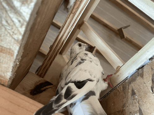 a white bird with black spots is sitting in a wooden cage