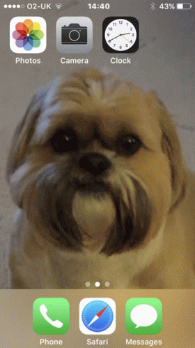 This Is Our Beautiful Fur Baby Bailey GIF - This Is Our Beautiful Fur Baby Bailey GIFs