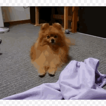 a pomeranian dog is sitting on a carpet next to a purple blanket .