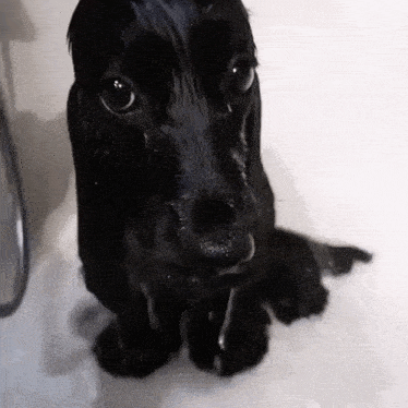 a black dog is taking a bath in a tub