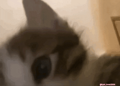 a close up of a cat 's face with the name kyli lover 2004 on the bottom right