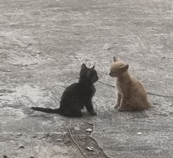 two kittens are sitting on the ground looking at each other .