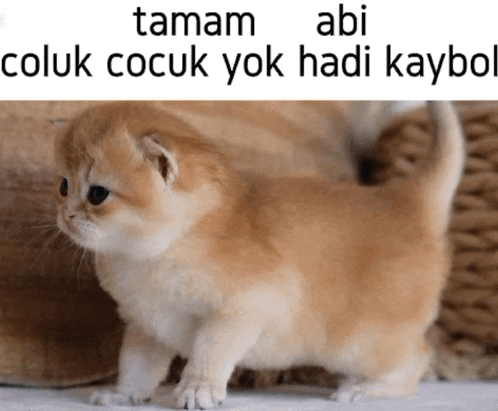 a picture of a kitten with a caption that says tamam abi coluk cocuk yok hadi kaybol
