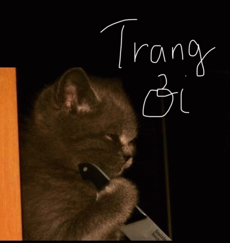 Trang Die GIF - Trang Die Cat GIFs