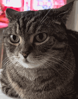 a close up of a cat 's face with a red background
