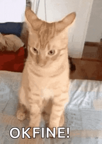 Smhlaugh Tuesday GIF - Smhlaugh Tuesday Cat GIFs