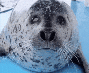 a close up of a seal 's face with a blue background .