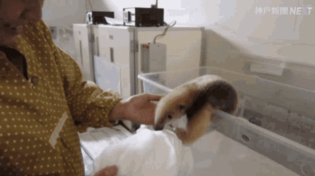 a woman in a yellow polka dot shirt is petting a small animal in a plastic container next to a box that says next