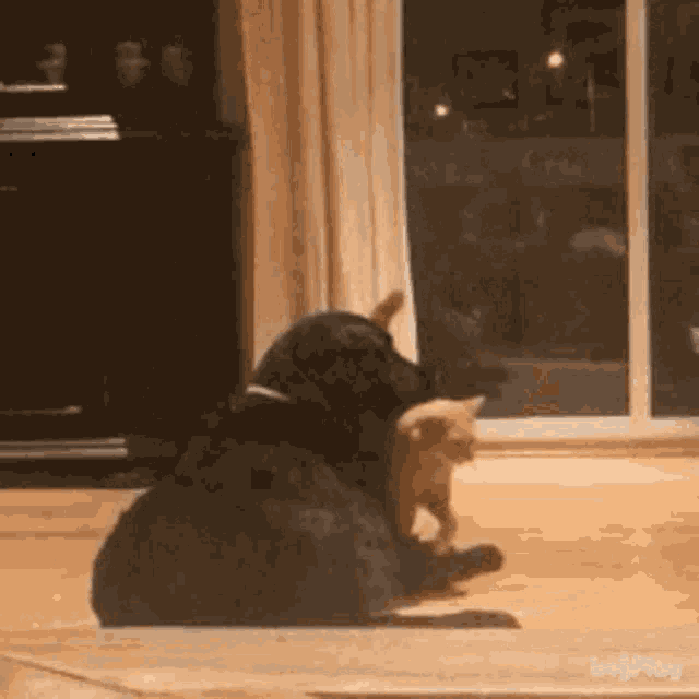 a dog and a cat are playing in a living room with a sliding glass door in the background .