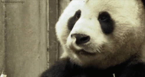 Se Lo Mamo Panda GIF - Se Lo Mamo Panda Munch GIFs