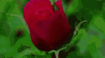 a close up of a red rose on a green background