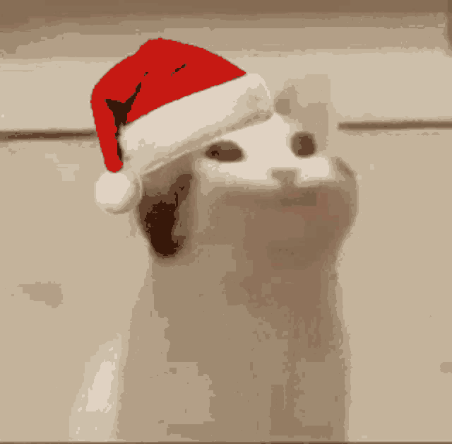 a white cat wearing a santa hat with its mouth wide open .