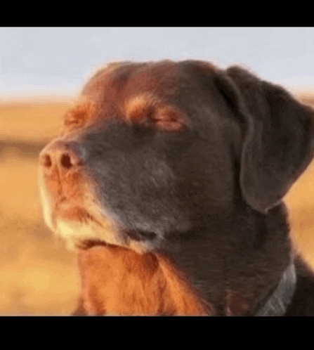 a close up of a brown and black dog 's face with its eyes closed .