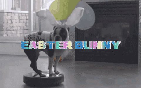 a dog wearing an easter bunny costume is standing on a vacuum cleaner